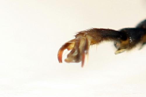 Tenthredo temula