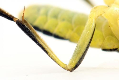 Tenthredo temula