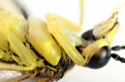 Tenthredo temula