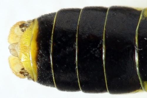 Réf. 291 090 : Tenthredo temula