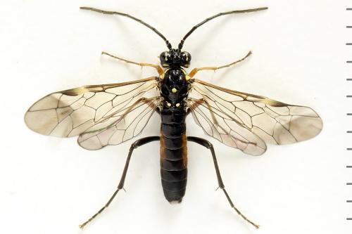 Réf. 291 094 : Tenthredopsis ornata