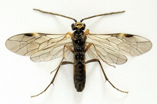 Réf. 291 095 : Tenthredopsis ornata