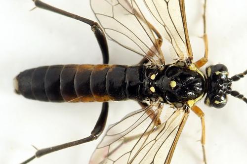 Réf. 291 096 : Tenthredopsis ornata