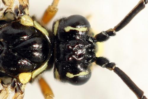 Réf. 291 098 : Tenthredopsis ornata