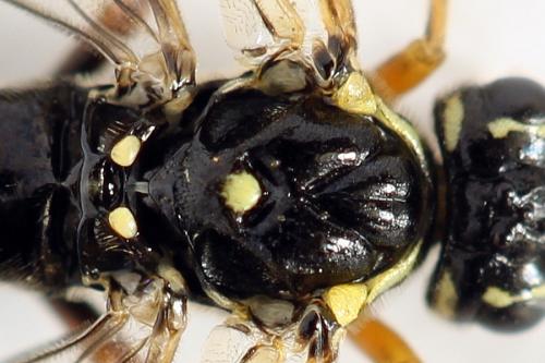 Tenthredopsis ornata