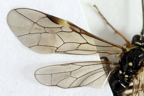 Réf. 291 099 : Tenthredopsis ornata