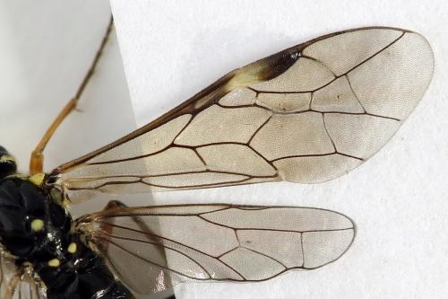 Réf. 291 100 : Tenthredopsis ornata