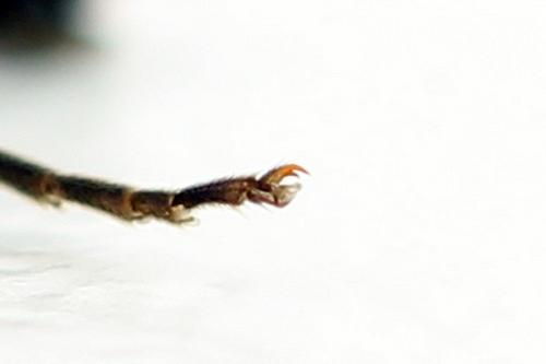 Réf. 291 101 : Tenthredopsis ornata