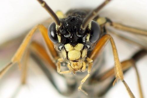 Réf. 291 102 : Tenthredopsis ornata