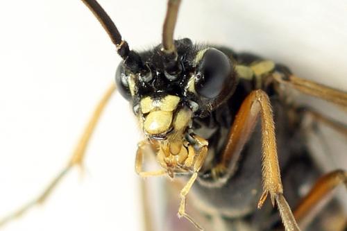 Réf. 291 103 : Tenthredopsis ornata