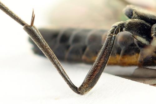 Réf. 291 104 : Tenthredopsis ornata