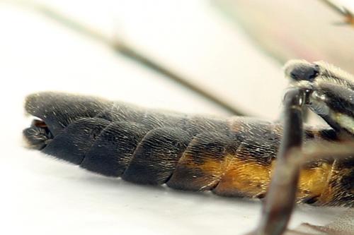 Réf. 291 105 : Tenthredopsis ornata