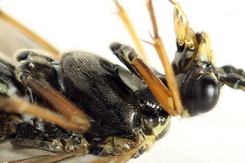 Réf. 291 106 : Tenthredopsis ornata