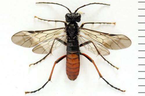 Réf. 291 112 : Tenthredo velox