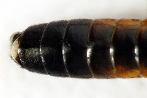 Réf. 291 108 : Tenthredopsis ornata