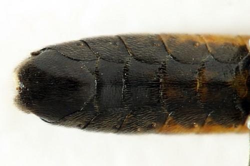 Réf. 291 109 : Tenthredopsis ornata
