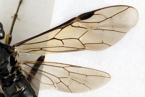 Tenthredo velox