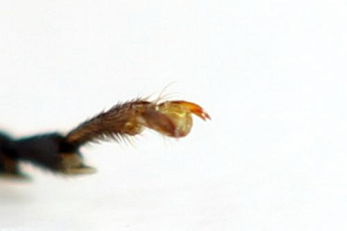 Tenthredo velox