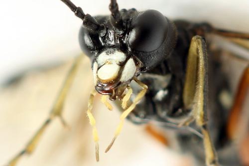 Tenthredo velox