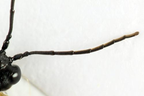 Tenthredo velox