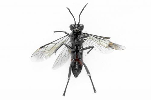 Macrophya annulata