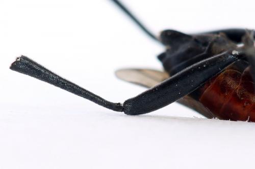 Macrophya annulata