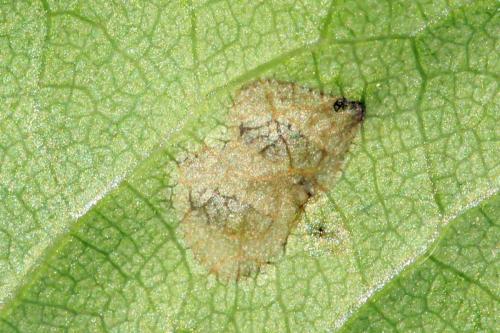 Réf. 291 375 : Macrophya annulata