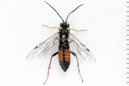 Réf. 291 356 : Tenthredopsis friesei