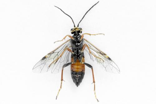 Réf. 291 357 : Tenthredopsis friesei