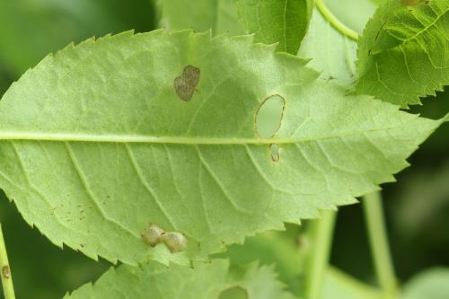 Réf. 291 376 : Macrophya annulata
