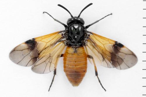 Réf. 291 350 : Arge cyanocrocea