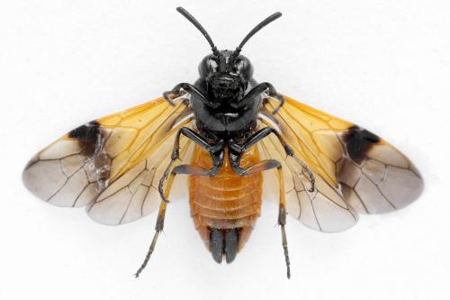 Réf. 291 351 : Arge cyanocrocea