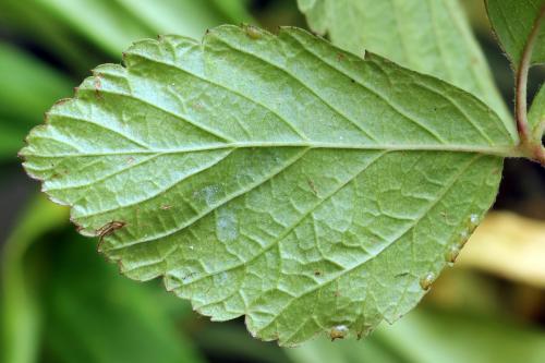 Réf. 291 352 : Arge cyanocrocea