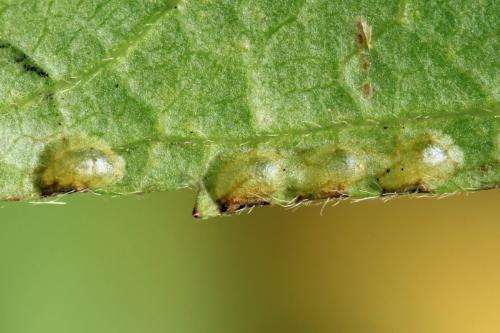 Réf. 291 353 : Arge cyanocrocea