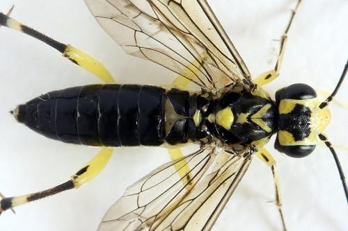 Réf. 291 387 : Pachyprotasis antennata