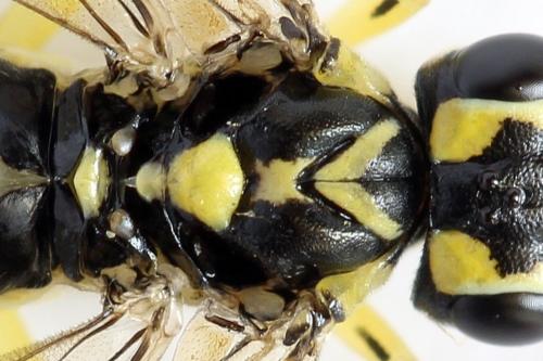 Réf. 291 388 : Pachyprotasis antennata