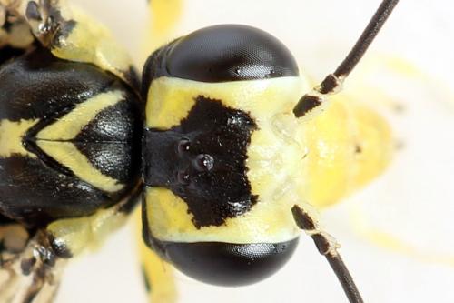 Réf. 291 389 : Pachyprotasis antennata
