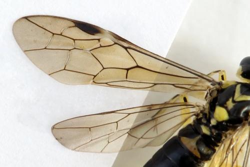 Réf. 291 390 : Pachyprotasis antennata