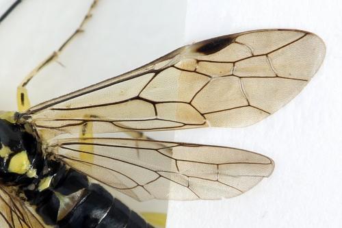 Réf. 291 391 : Pachyprotasis antennata