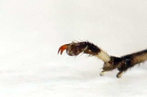 Réf. 291 392 : Pachyprotasis antennata