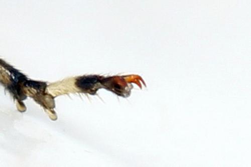 Réf. 291 393 : Pachyprotasis antennata