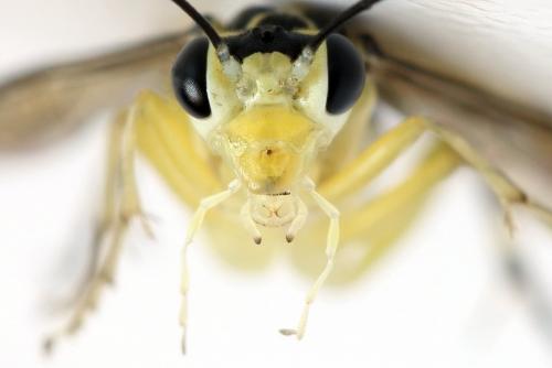 Réf. 291 394 : Pachyprotasis antennata