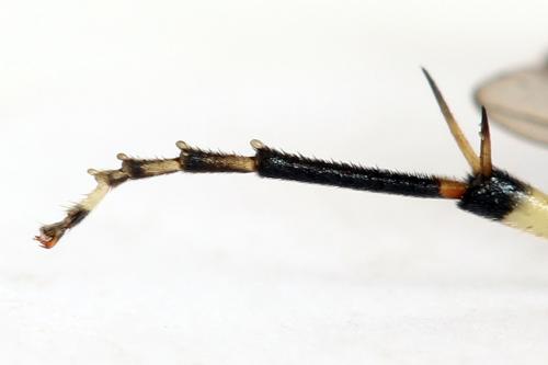 Réf. 291 396 : Pachyprotasis antennata