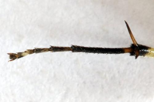 Réf. 291 397 : Pachyprotasis antennata