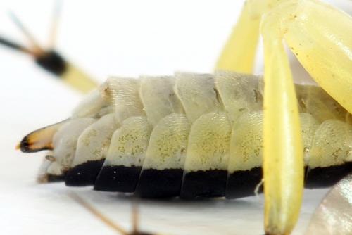 Réf. 291 398 : Pachyprotasis antennata