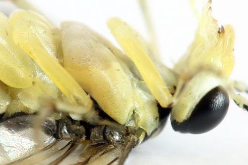 Réf. 291 399 : Pachyprotasis antennata
