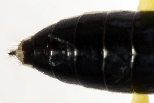 Réf. 291 400 : Pachyprotasis antennata