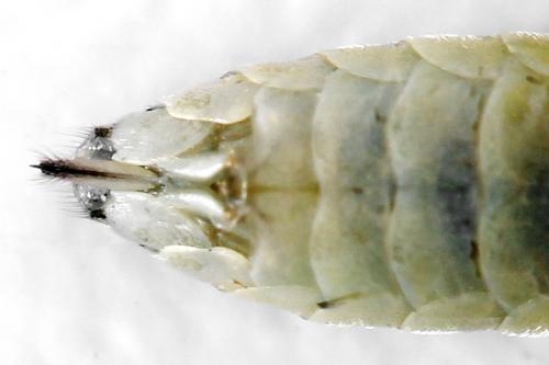 Réf. 291 401 : Pachyprotasis antennata