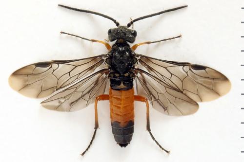 Dolerus germanicus