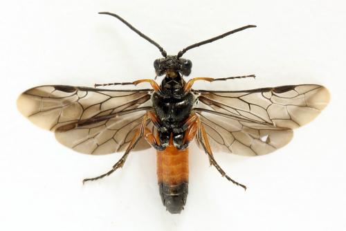 Dolerus germanicus